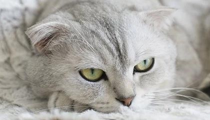 开云官网-长春亚泰球队在客场比赛中保持冷静，取得胜利，长春亚泰 球员