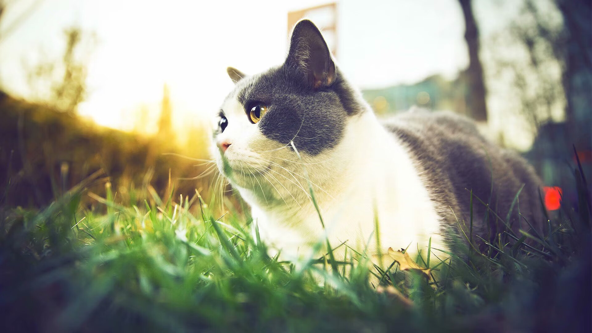 开云·体育官网APP下载-墨西哥马术协会出版“Charreada”历史专著，记录赛事发展历程。，墨西哥马拉松运动员