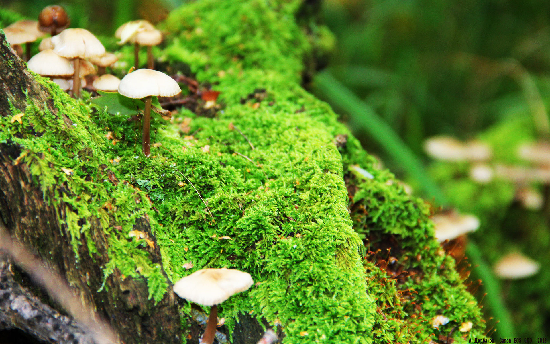 排名追赶:争夺欧冠席位的激烈角逐,欧冠排程