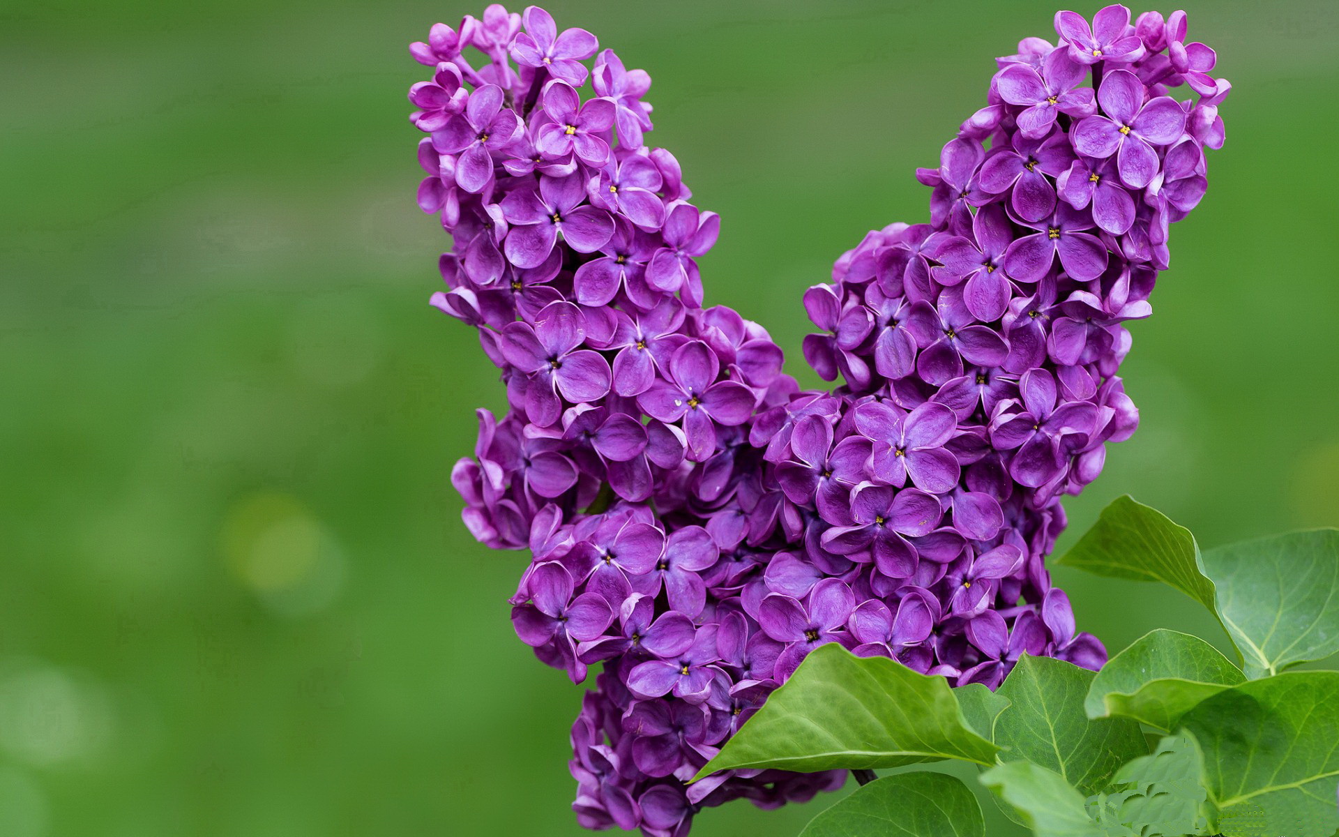 法甲新建球场收入不断提升,俱乐部财务改善,法甲十大球场