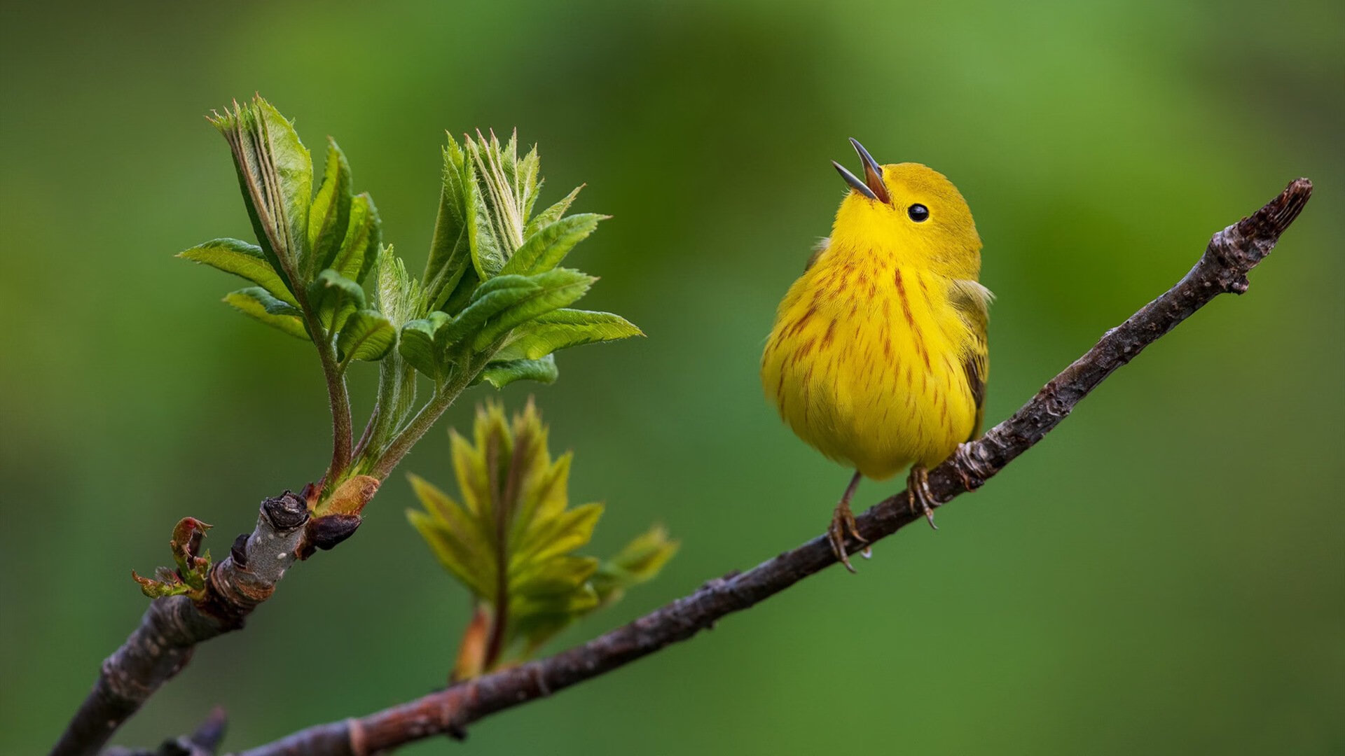 英超获胜秘诀,深度剖析战术调整和关键数据变化,“英超”