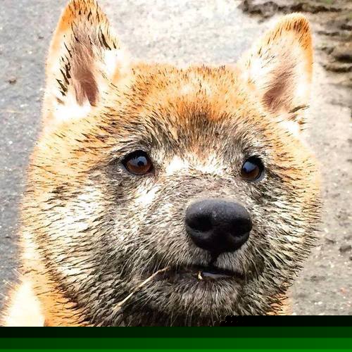 开云·Kaiyun网页版-DOTA 2赛事数据统计发布，dota2比赛日程