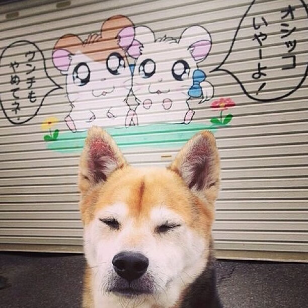 上海申花客场不敌江苏苏宁,遭遇连败,上海申花对手