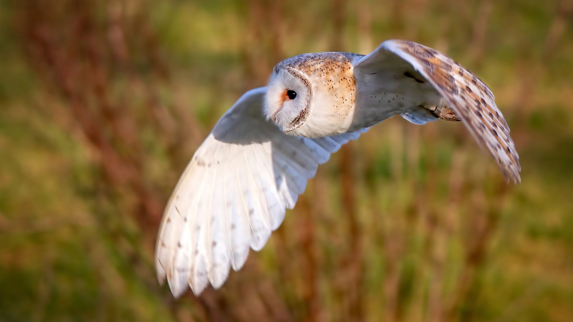 开云官网-中国花滑双人滑再登领奖台，冲击奥运资格，中国双人花滑选手