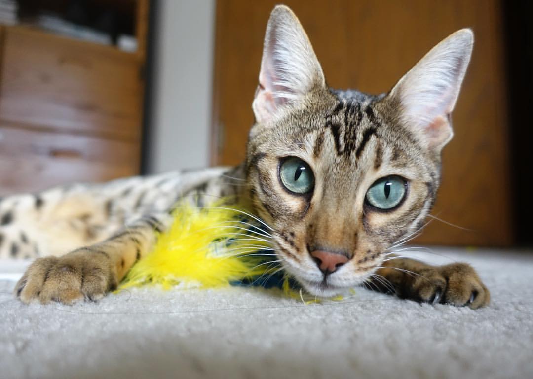 华尔士斯卡辛顿取得胜利,停止颓势