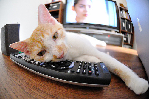 森林狼再胜唐斯稳定输出,森林狼胜率