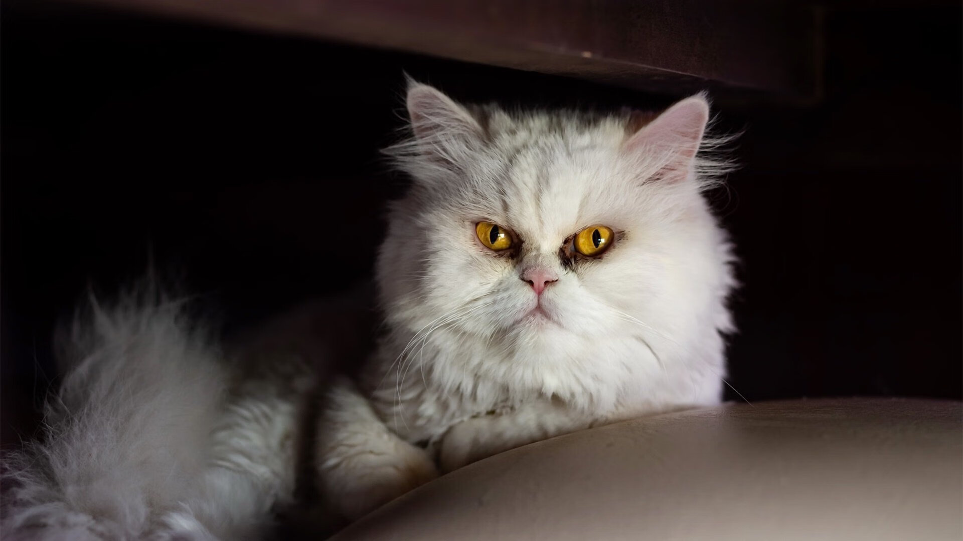 开云kaiyun-比赛中球员身手敏捷，场面一度火爆