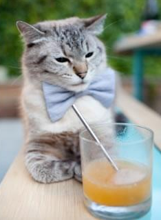 Kaiyun APP-爱尔兰国家队备战列支敦士登，冲刺胜利，爱尔兰国家队足球