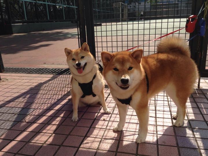 开云·体育官网APP下载-篮球运动员技术动作提升，篮球技术提高训练