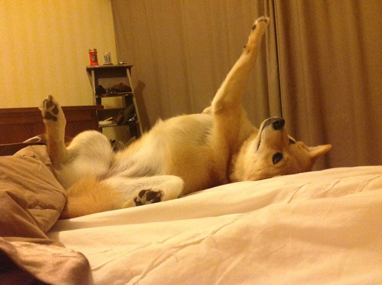 荷兰取得对克罗地亚的胜利,晋级欧国亚军赛,荷兰 0_2 不敌捷克无缘欧洲杯 8 强,如何评价这场比赛_