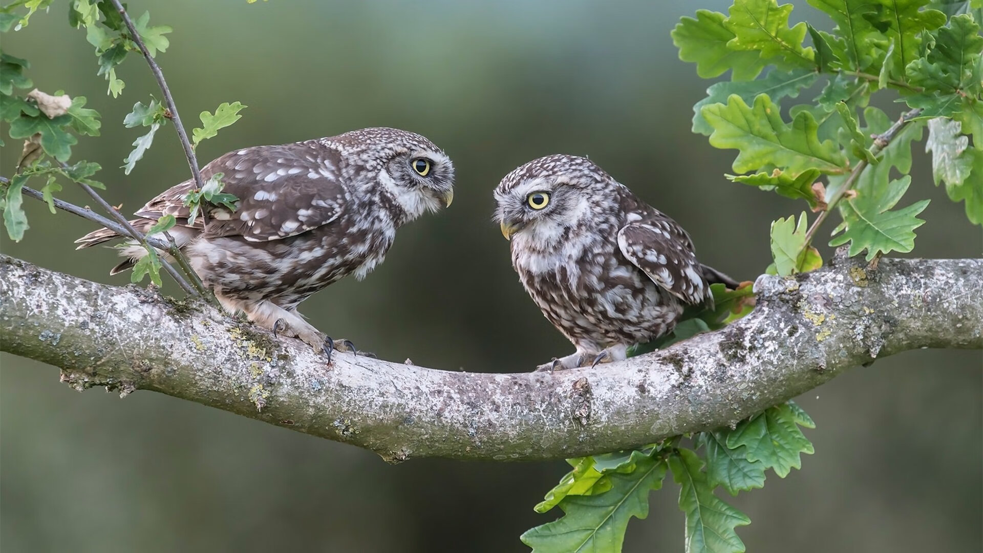 开云入口-萨索洛抢走关键三分，跻身中游行列，萨索洛ceo