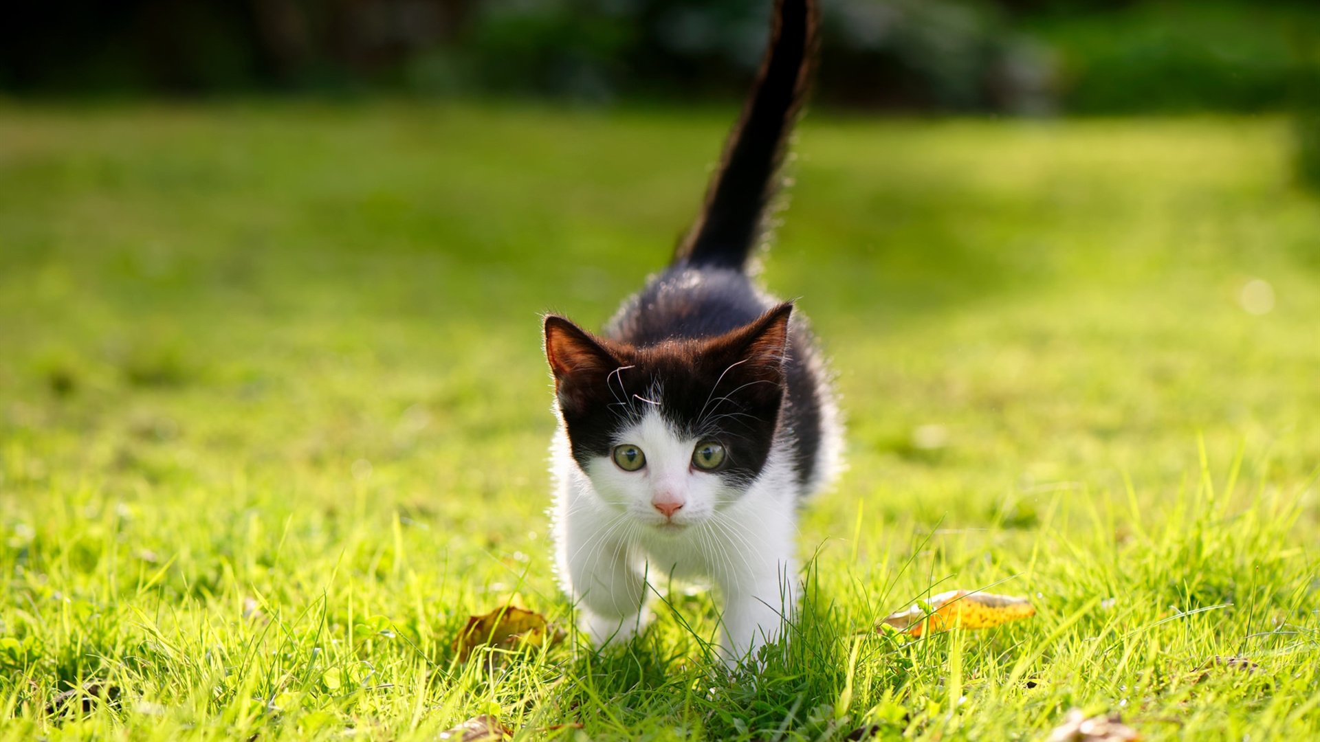 边后卫传中质量是否决定头球战术成败，边后卫什么意思