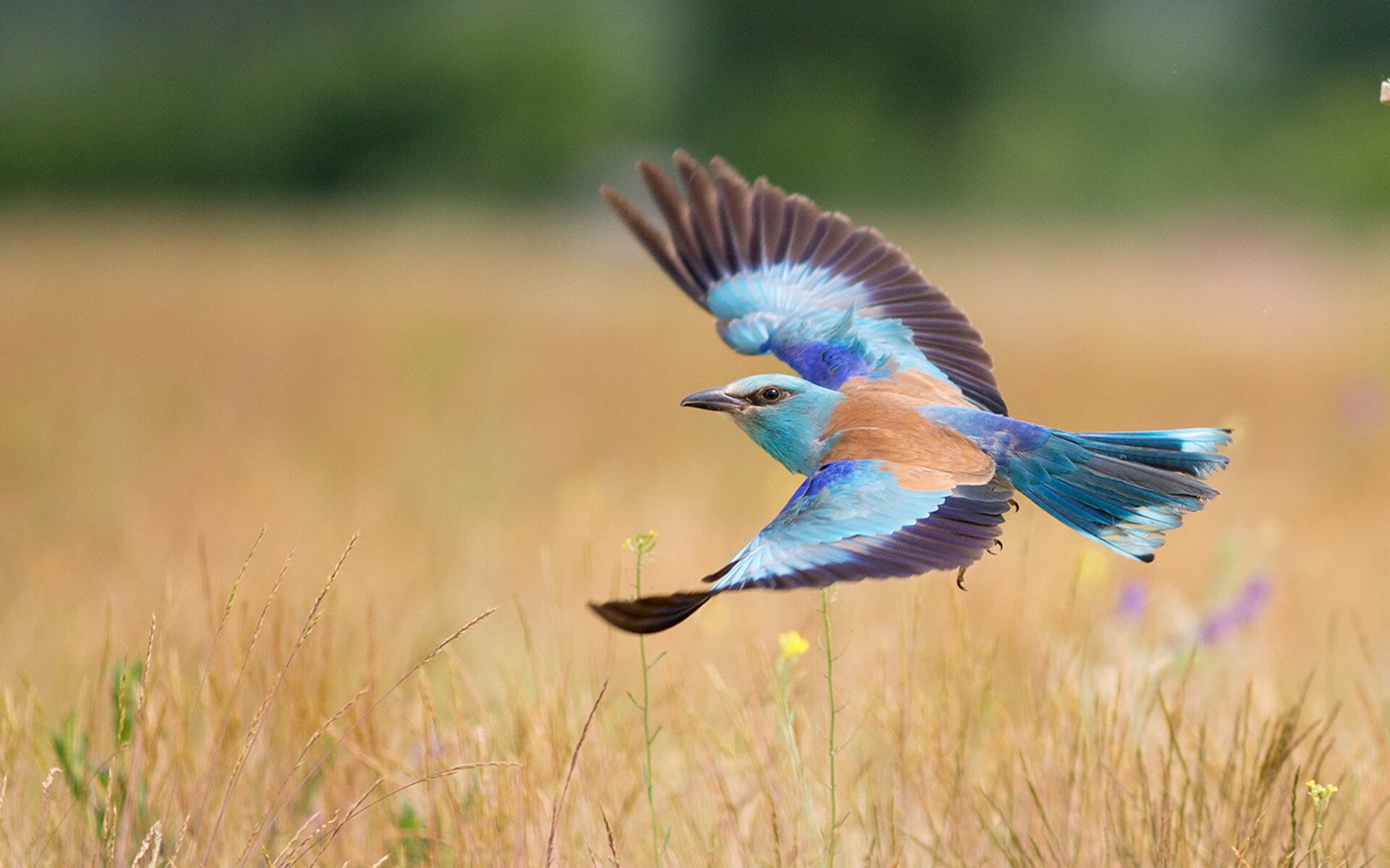 开云官方-阿尔阿赫利球员获选月度最佳，表现突出，阿尔阿赫利亚冠