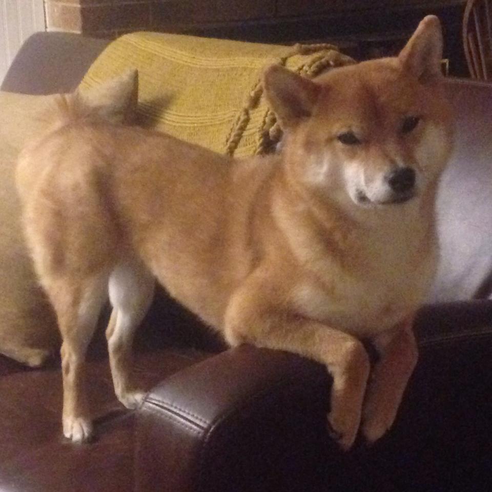 马竞客场1-0战胜奥萨苏纳,艰难取胜,西甲_马竞2-1奥萨苏纳继续领跑