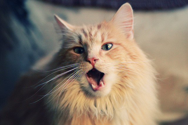 篮球运动员训练计划科学制定及评估体系建设,篮球运动员体能训练计划