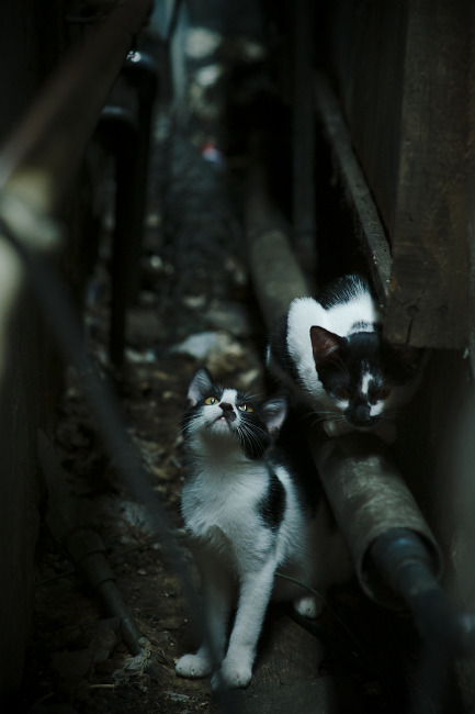 佛罗伦萨强化高空争顶形成压制态势,佛罗伦萨最高点