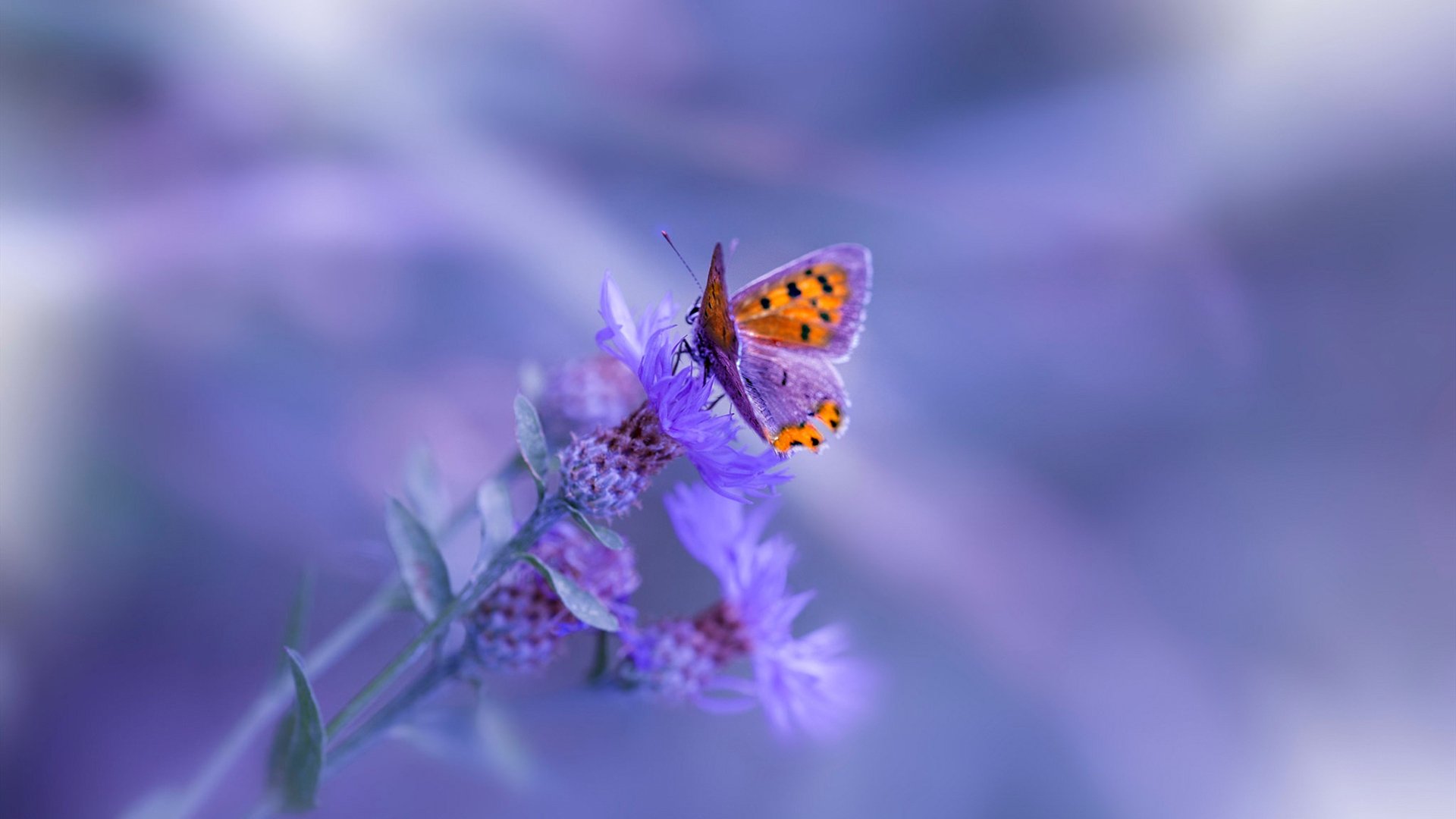 职业联赛竞争力不足,中国职业联赛存在的问题及其解决方法