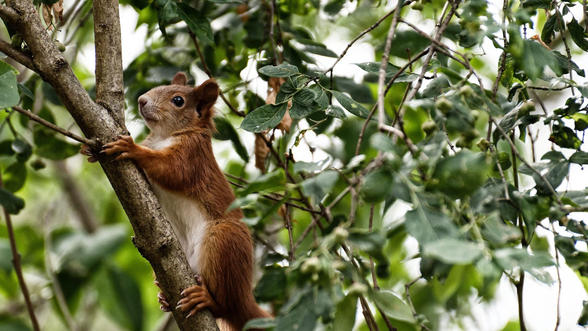 张伟丽表示热爱是训练中最大的动力,张伟丽训练视频很是热血