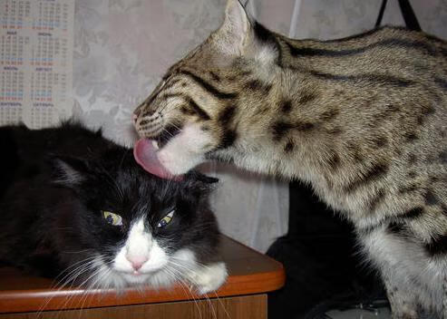 欧洲杯战术创新：布局多变引领新风尚！，欧洲杯战略